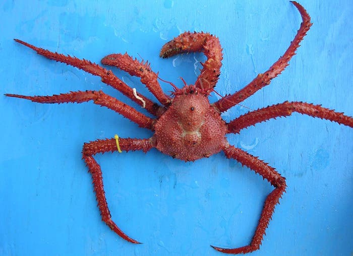 Ökologie Das Grauen kommt auf Klauen Spektrum der Wissenschaft